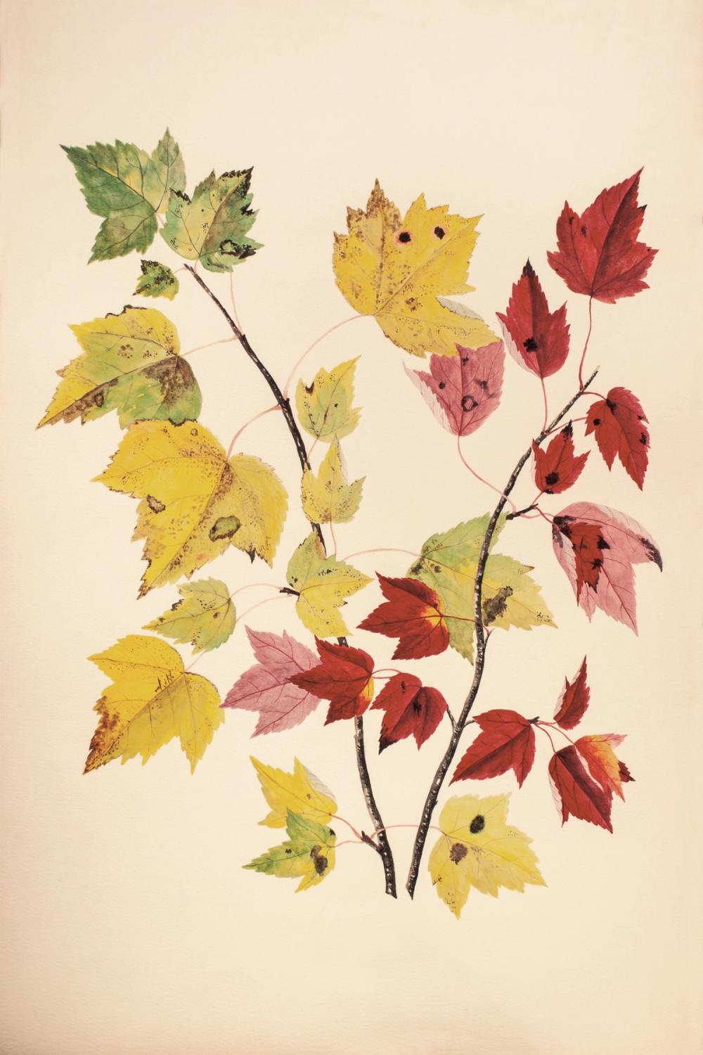 Fall Leaves III Muted