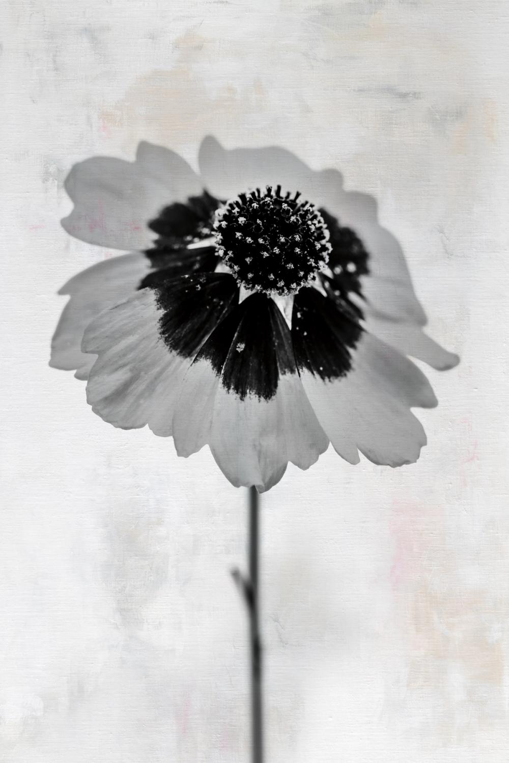 Wonderful Wildflowers XI Neutral