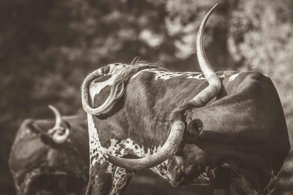 Longhorn Twist Sepia