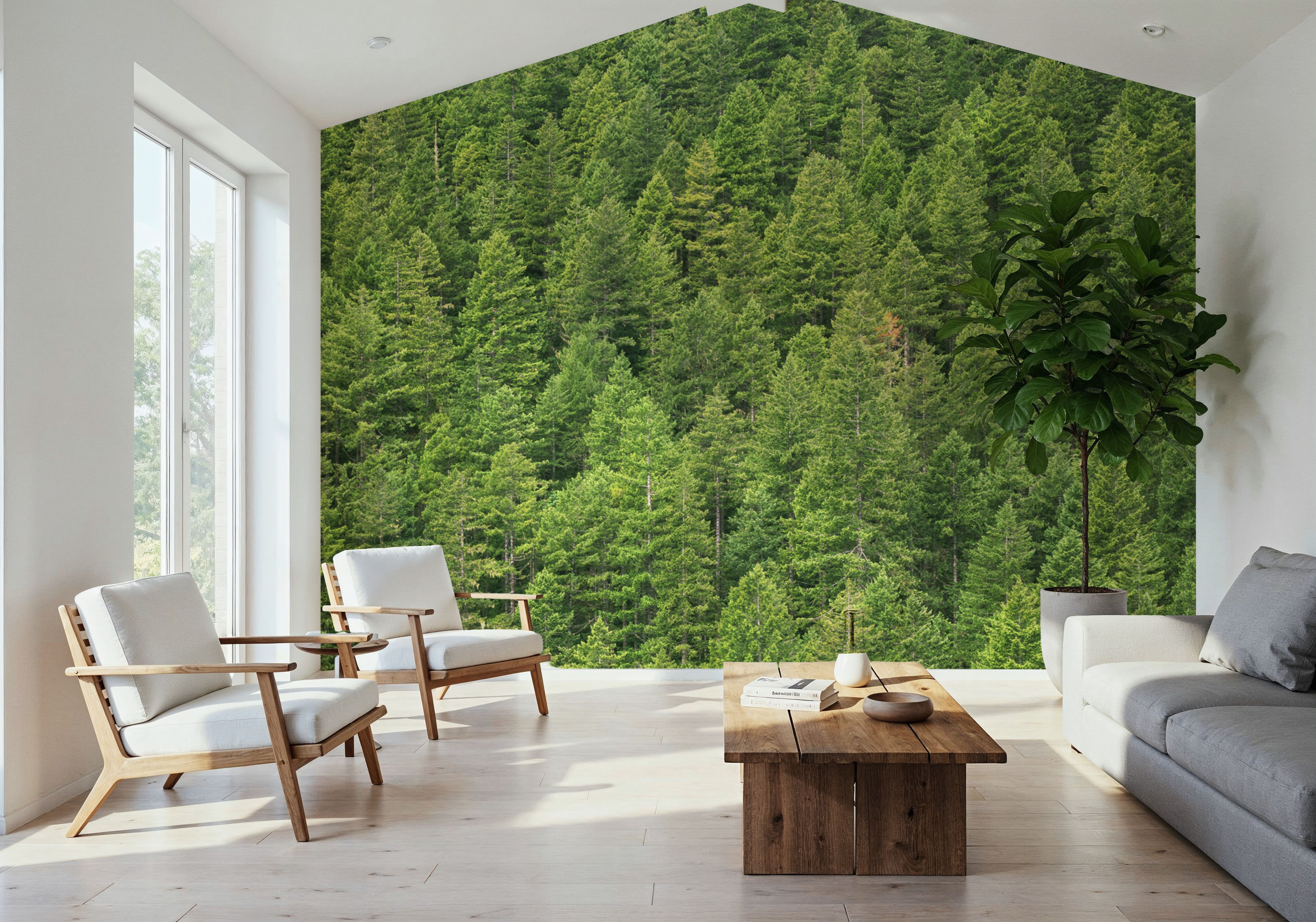 Evergreen Forest in Washintong State, Wallpaper