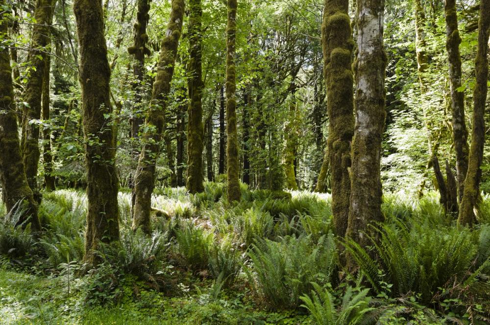 Quinault Rainforest