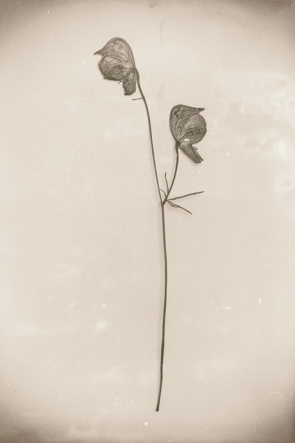 Wildflower Journal Vintage IV