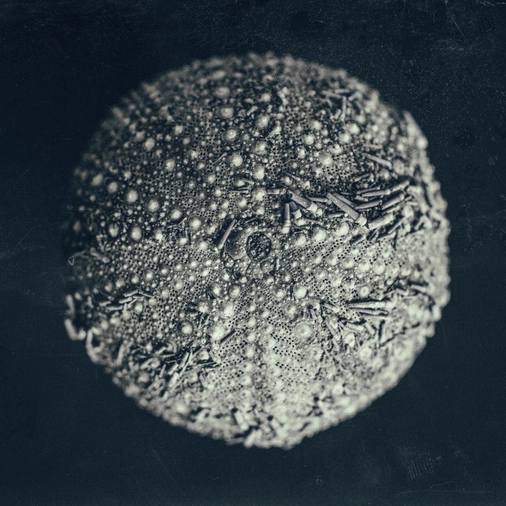 Urchin Still Life II
