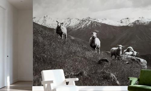 Wanaka Sheep III