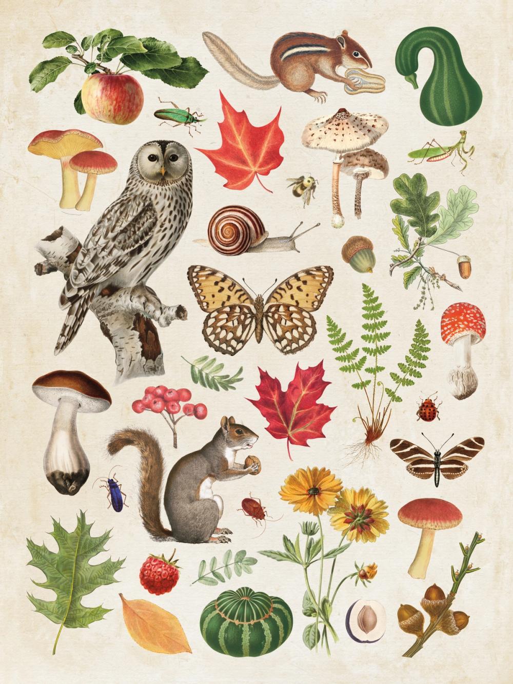 Autumn in the Forest