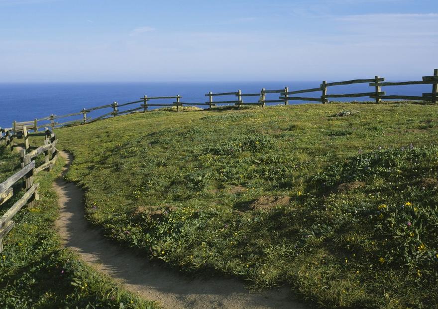 Coastal Wildflower Path
