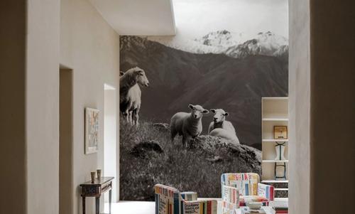 Wanaka Sheep I