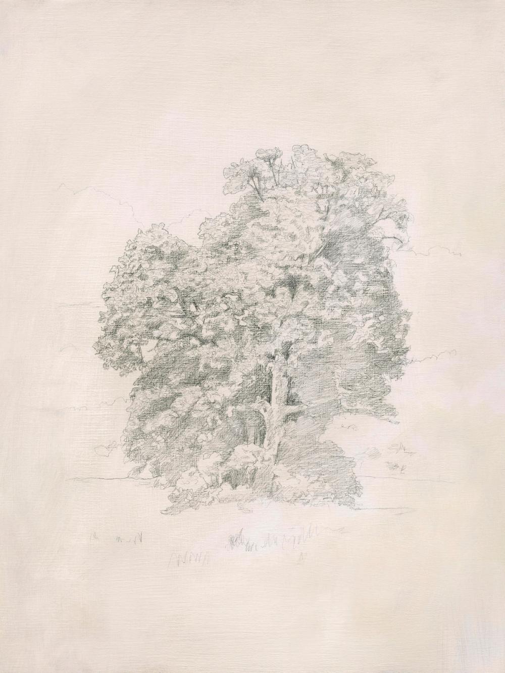 Sycamore Tree  I