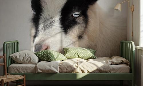 Pippa the Goat IV