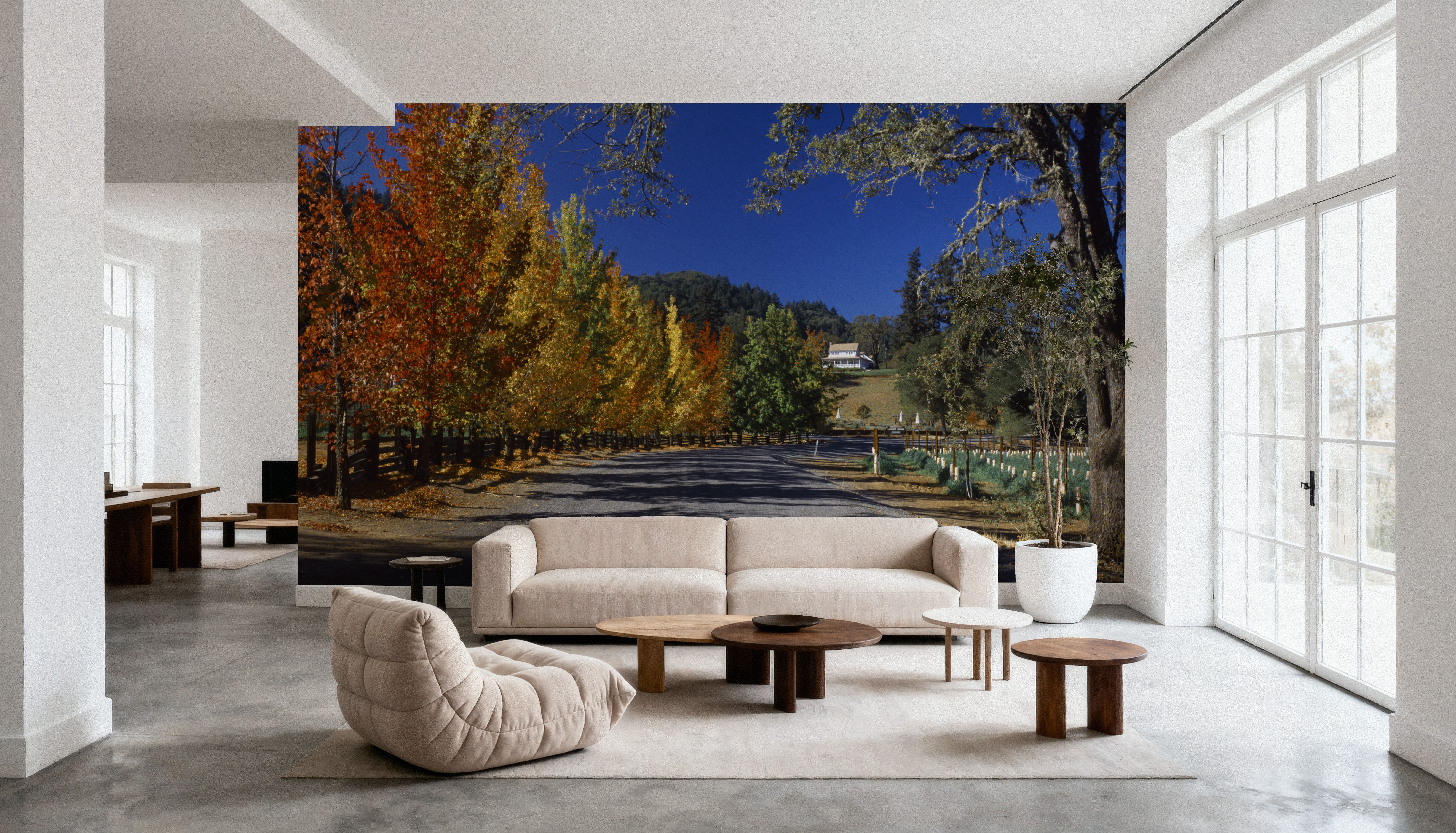 Autumn Vineyard Lane