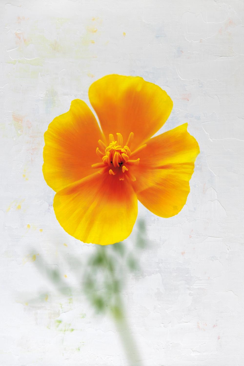 Wonderful Wildflowers V