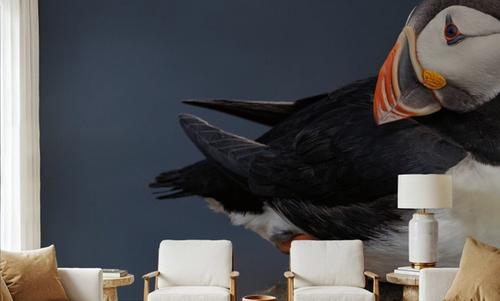 Atlantic Puffin