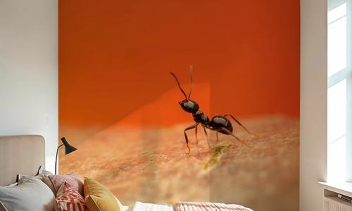 Ant Walk