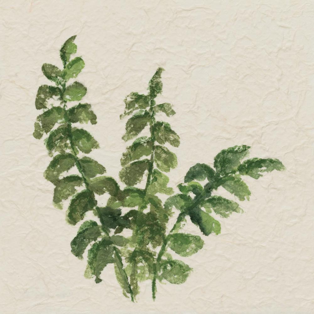 Kozo Fern IV
