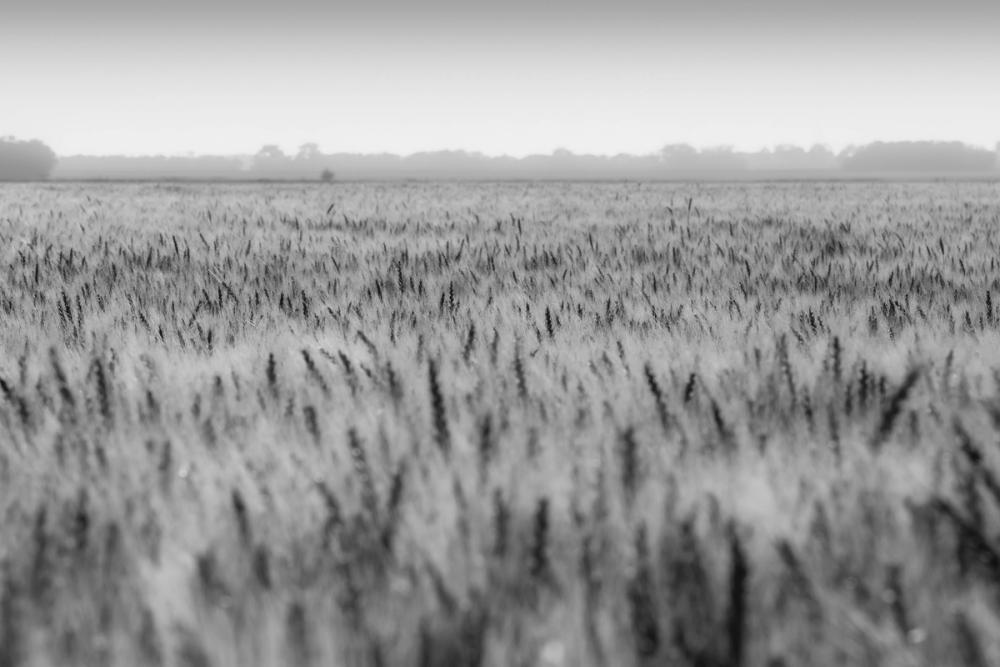 Wheat in Summer BW