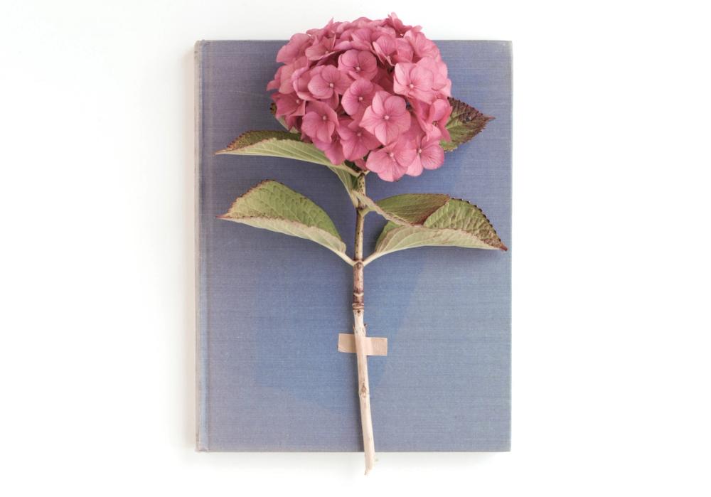 Pink Hydrangea on Book