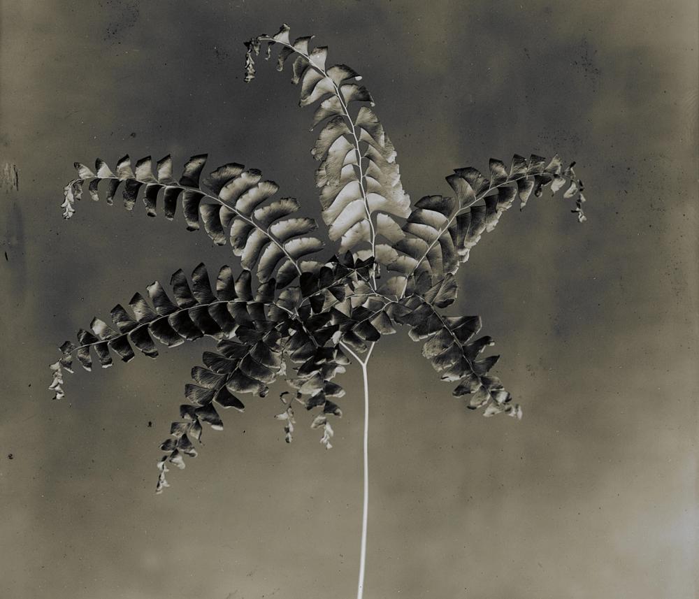 Glass Plate Botanical I