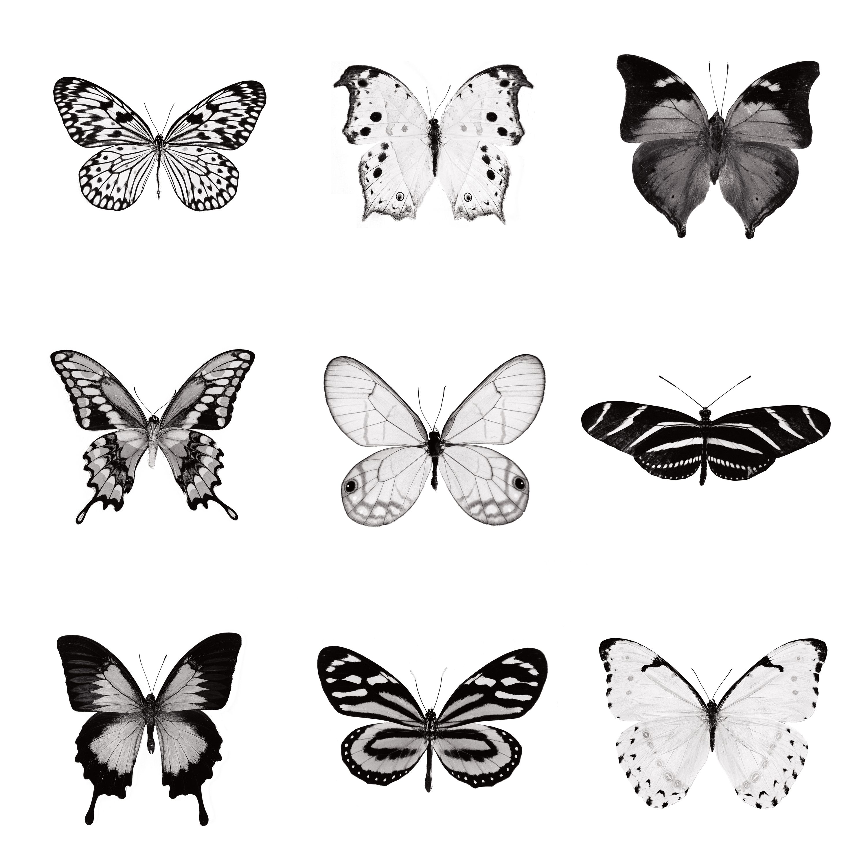 Butterfly Chart