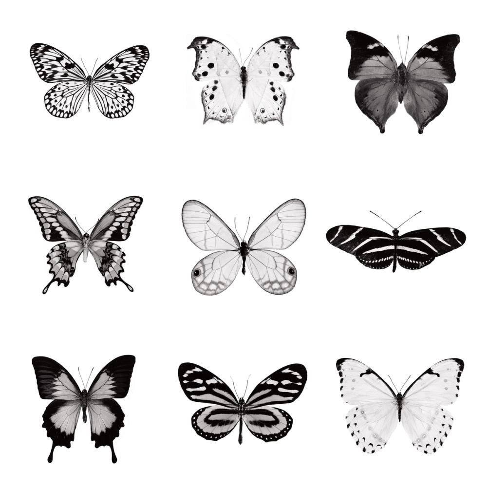 Butterfly Chart