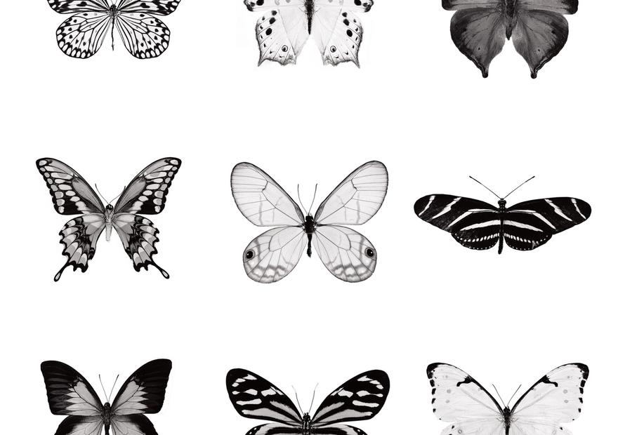 Butterfly Chart