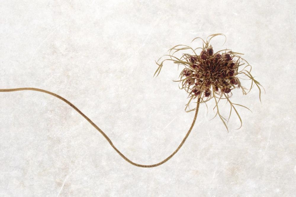 Dried Flower I