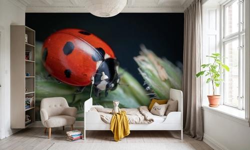 Ladybug Walk