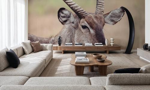 Waterbuck Portrait