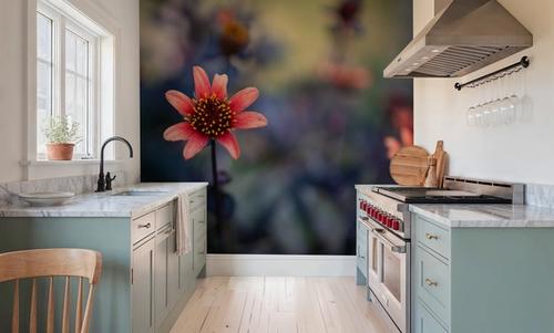 Peach Dahlias