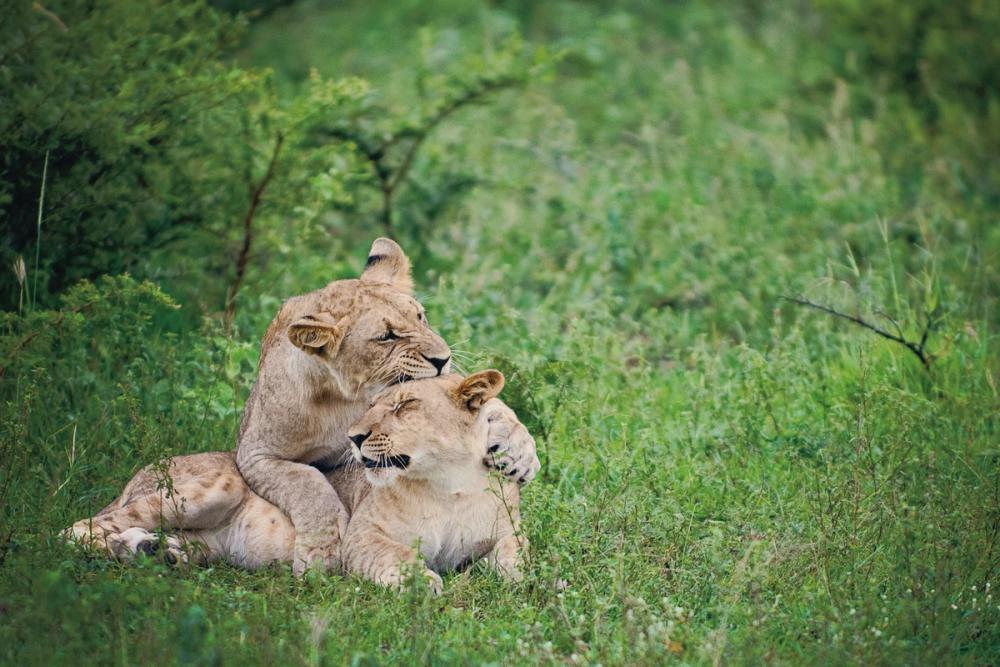 Playful Lions