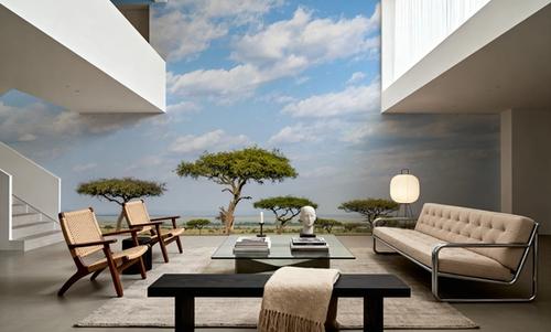 Acacia Trees