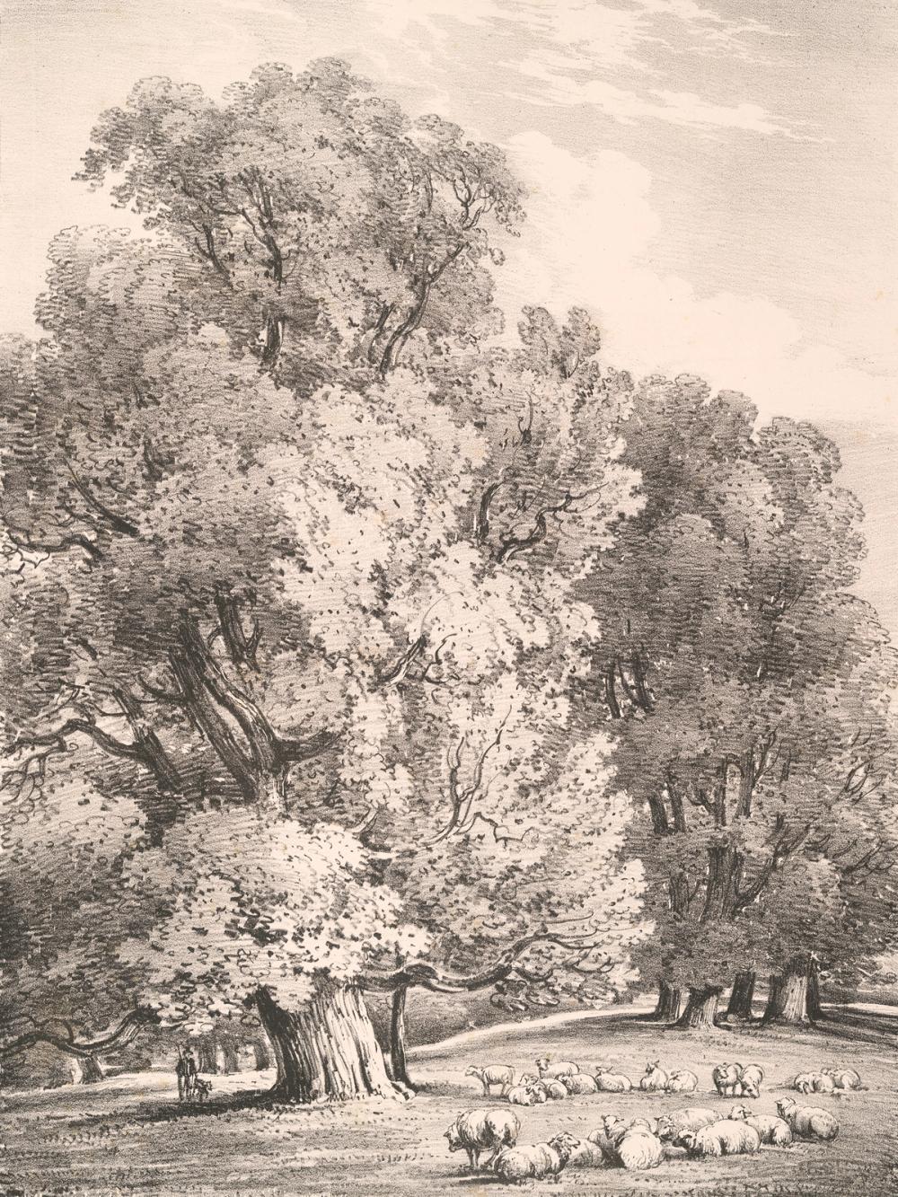 Elm Trees in Holme Park