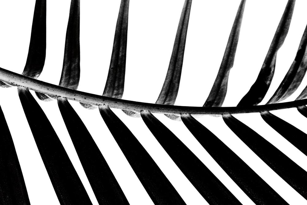 BW Fern IV