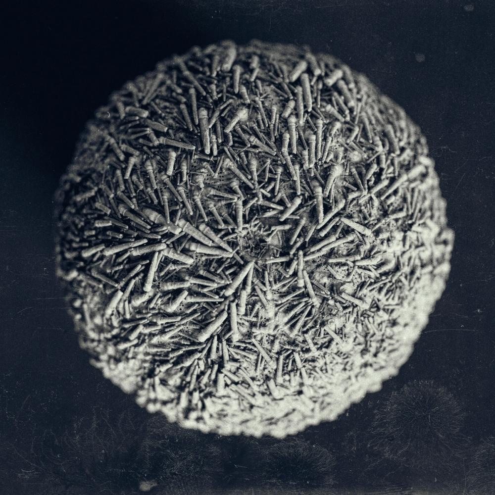 Urchin Still Life IV