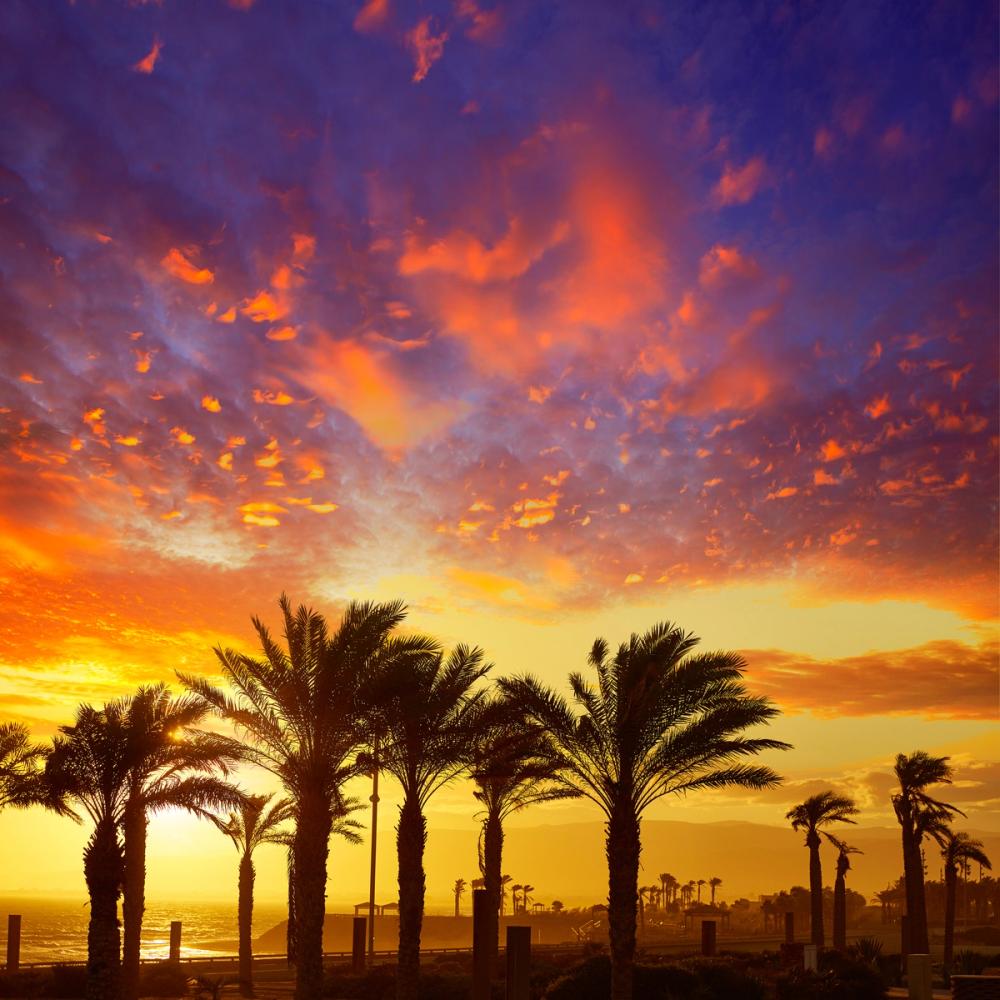 Blue Orange and Yellow Palms