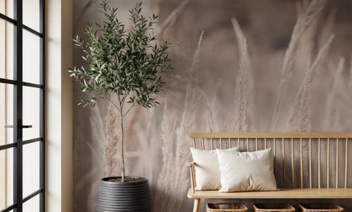Pampas Grass
