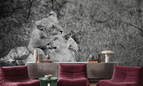 Playful Lions BW