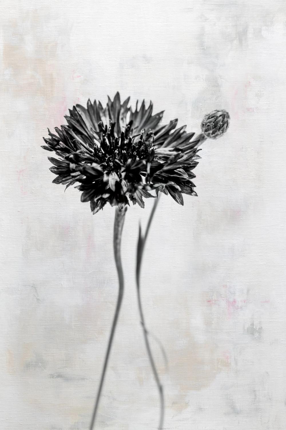 Wonderful Wildflowers VIII Neutral