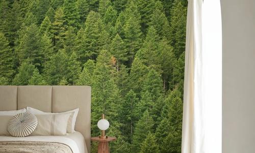 Evergreen Forest in Washintong State