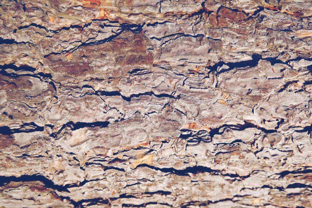 Rugged Bark