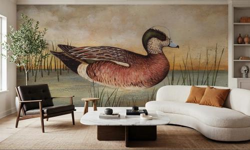 American Wigeon