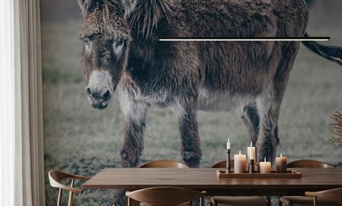 Donkey Summer III