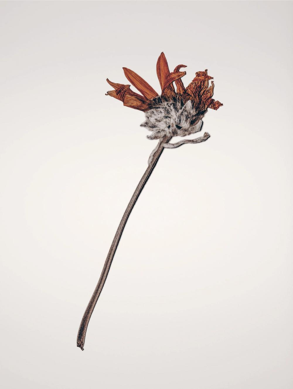 Field Journal Entry IV Color