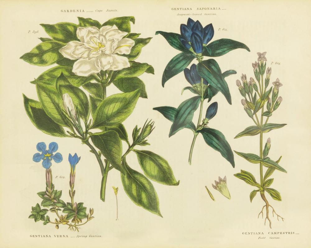 Herbal Botanical IX