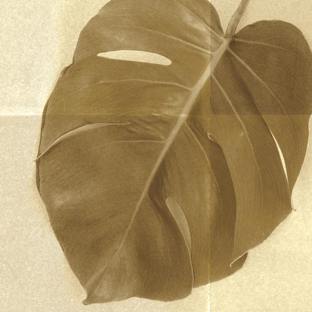 Monstera Leaf I