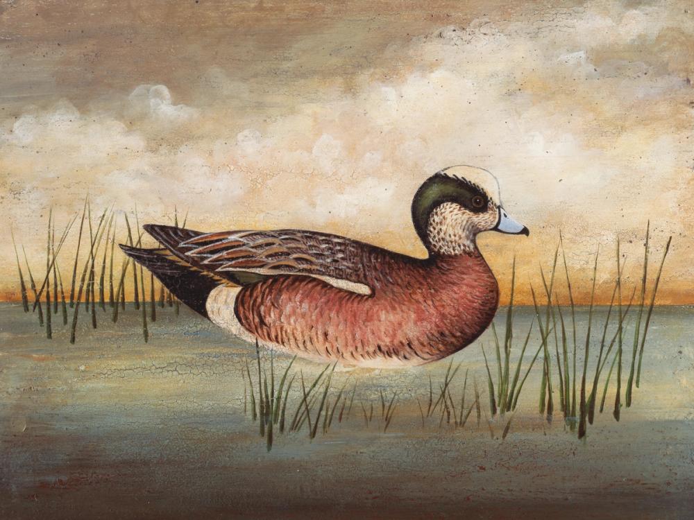 American Wigeon
