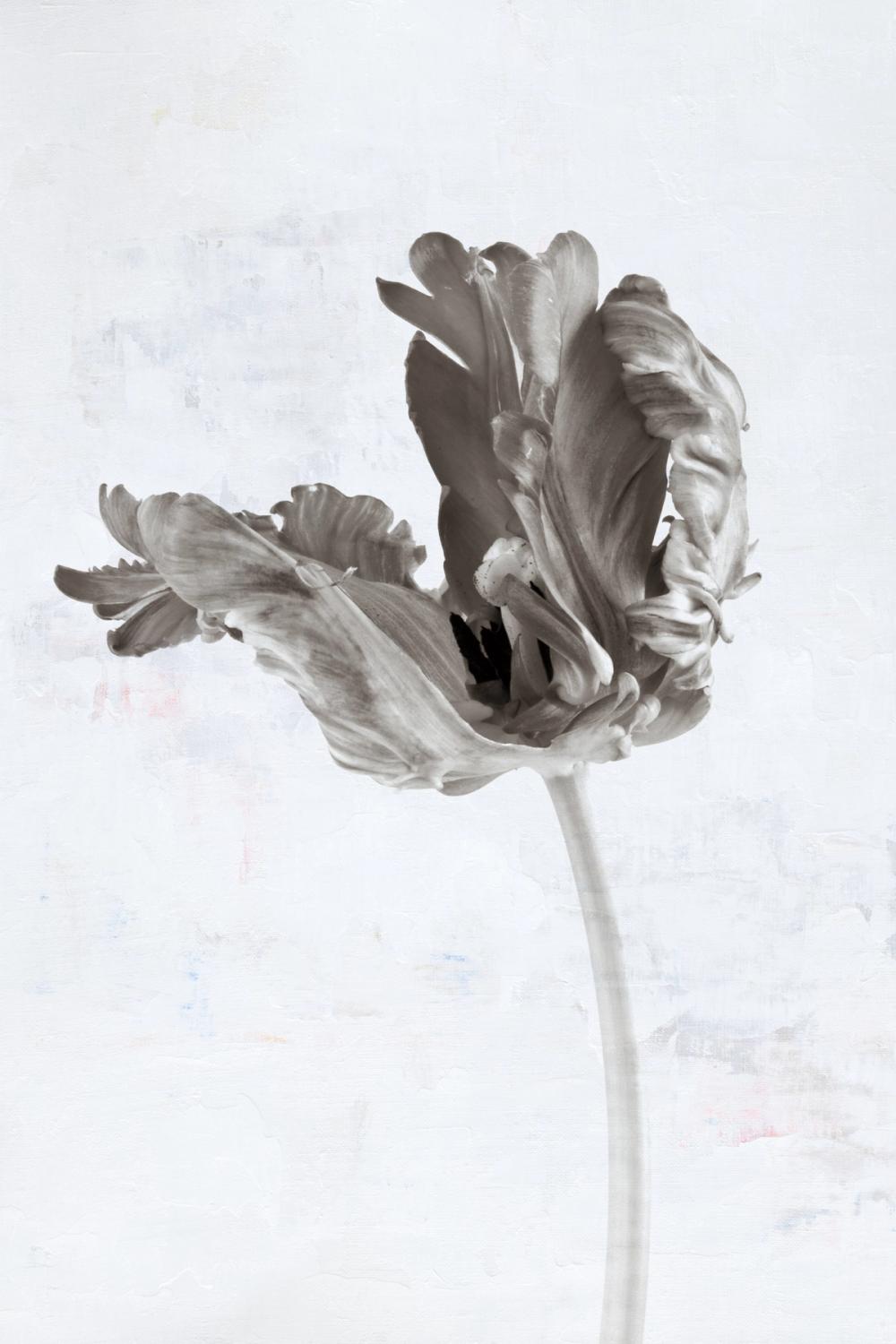 Sepia Tulip III