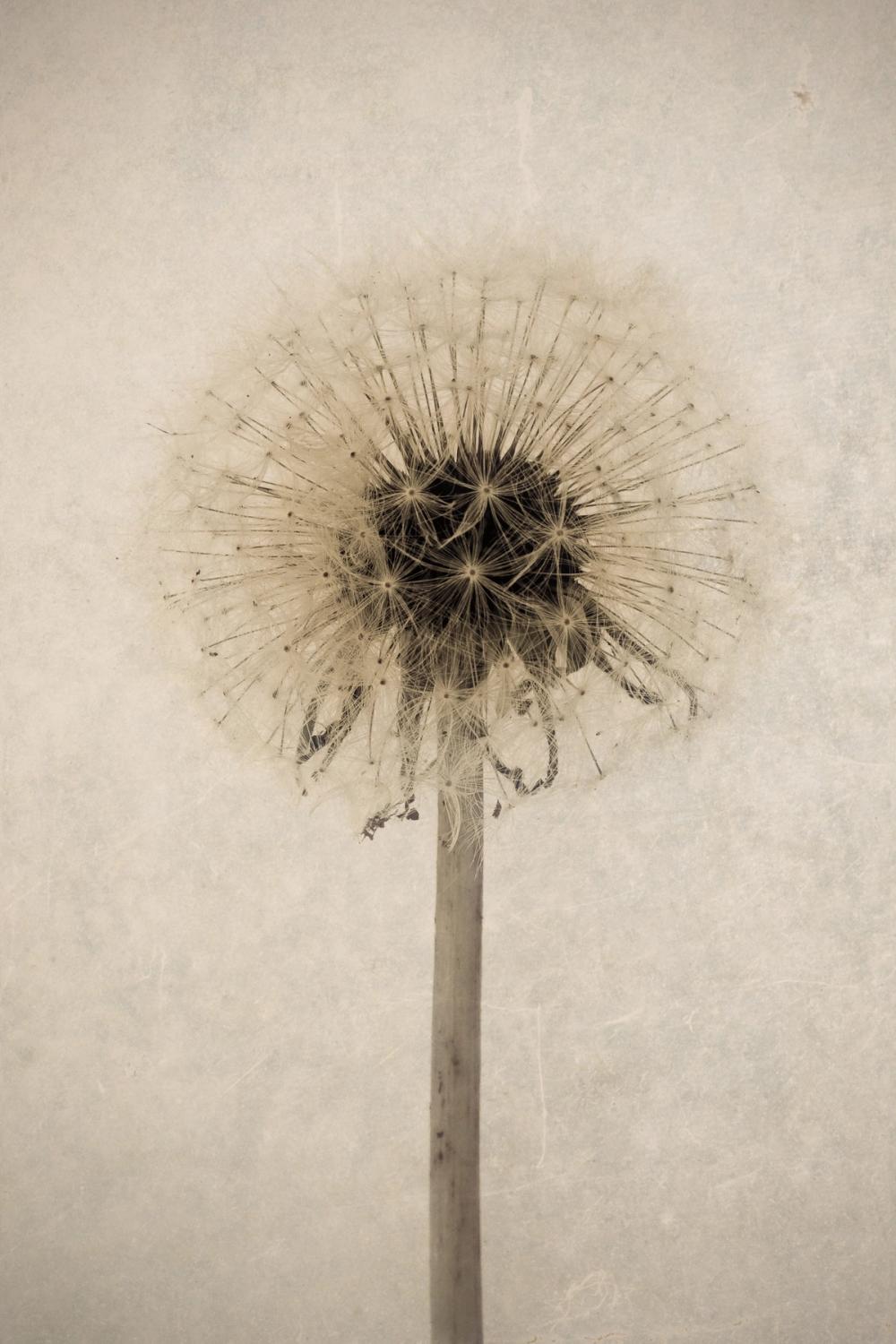 Dandelion