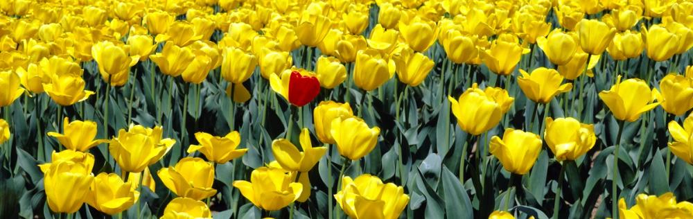 Lone Red Among Yellow