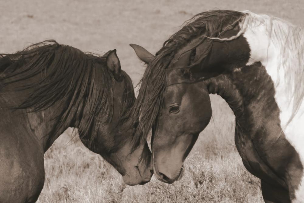 Love on the Plains