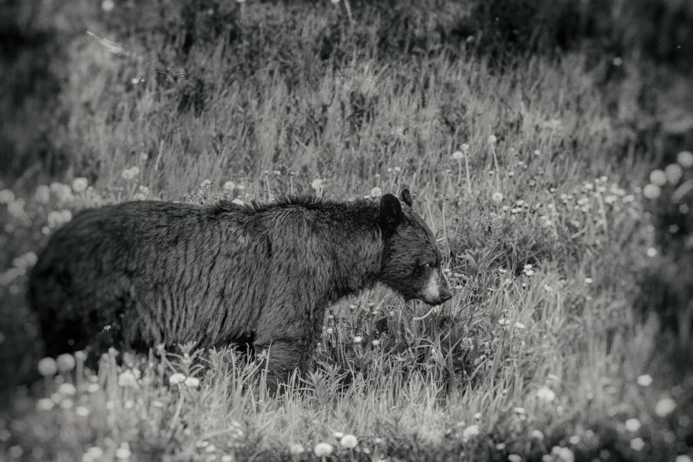 Black Bear Meadow BW